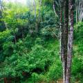 Ella Eco Lodge