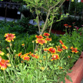 Image 15