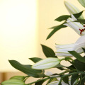 Image 32