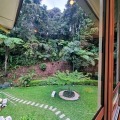 Arundina Cameron Highlands