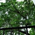 Oak Residencies