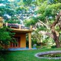 Raintree