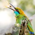 Mahoora Tented Safari Camp - Wilpattu