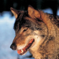 Image 36