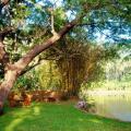 Raintree