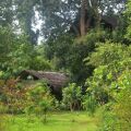 Back Of Beyond - Dehigaha Ela