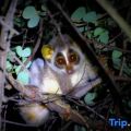 Mahoora Tented Safari Camp - Wilpattu