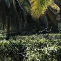 Tekanda Lodge