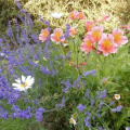 Image 16