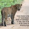 Ceylon Wild Safaris Yala