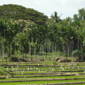 Jetwing Kaduruketha