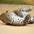 Mahoora Tented Safari Camp - Yala