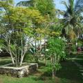 Coconut Island