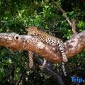 Mahoora Tented Safari Camp - Wilpattu