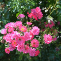 Image 27