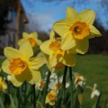 Image 15