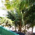Frangipani Beach Villa