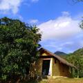 Raintree