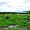 Oak Residencies