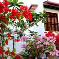 Oak Residencies