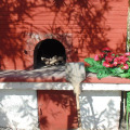 Image 34