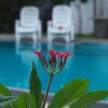 Oak Residencies