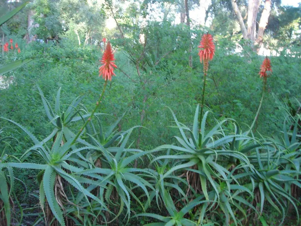 Foto - Villa dos Teixos