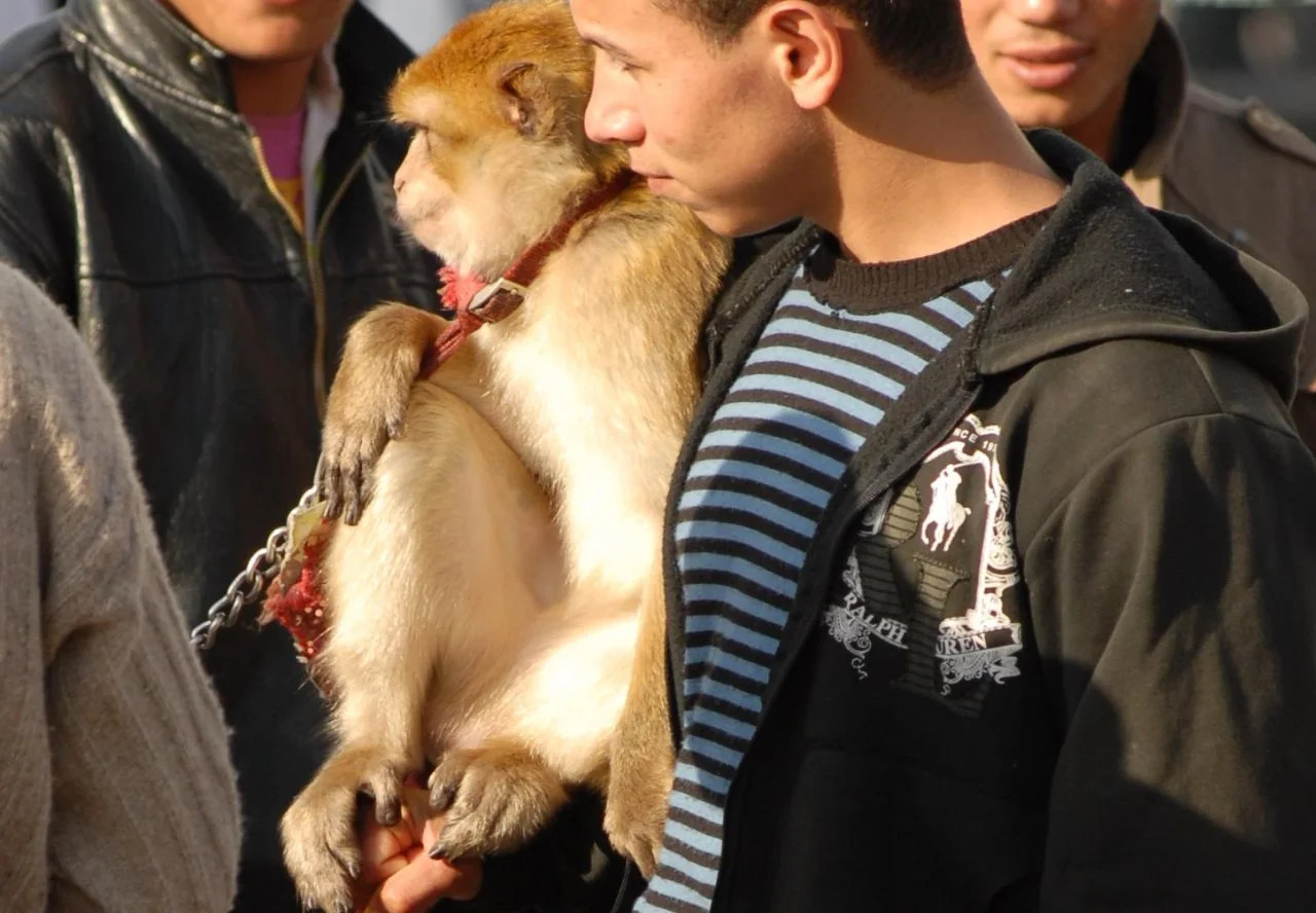 Photo - Riad Al Jana