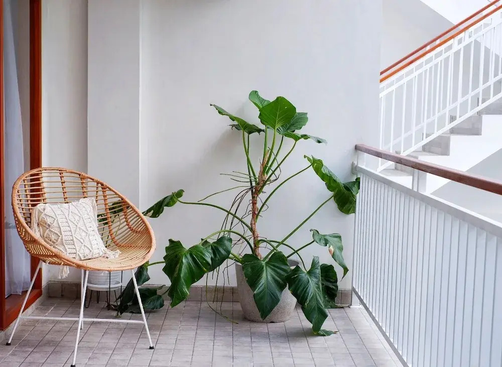 Photo - The Sloth Bali