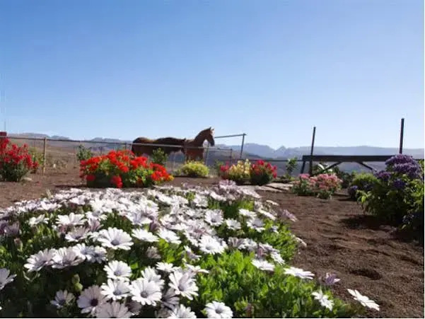 Foto - The Black Horse Canarias - Adults Only