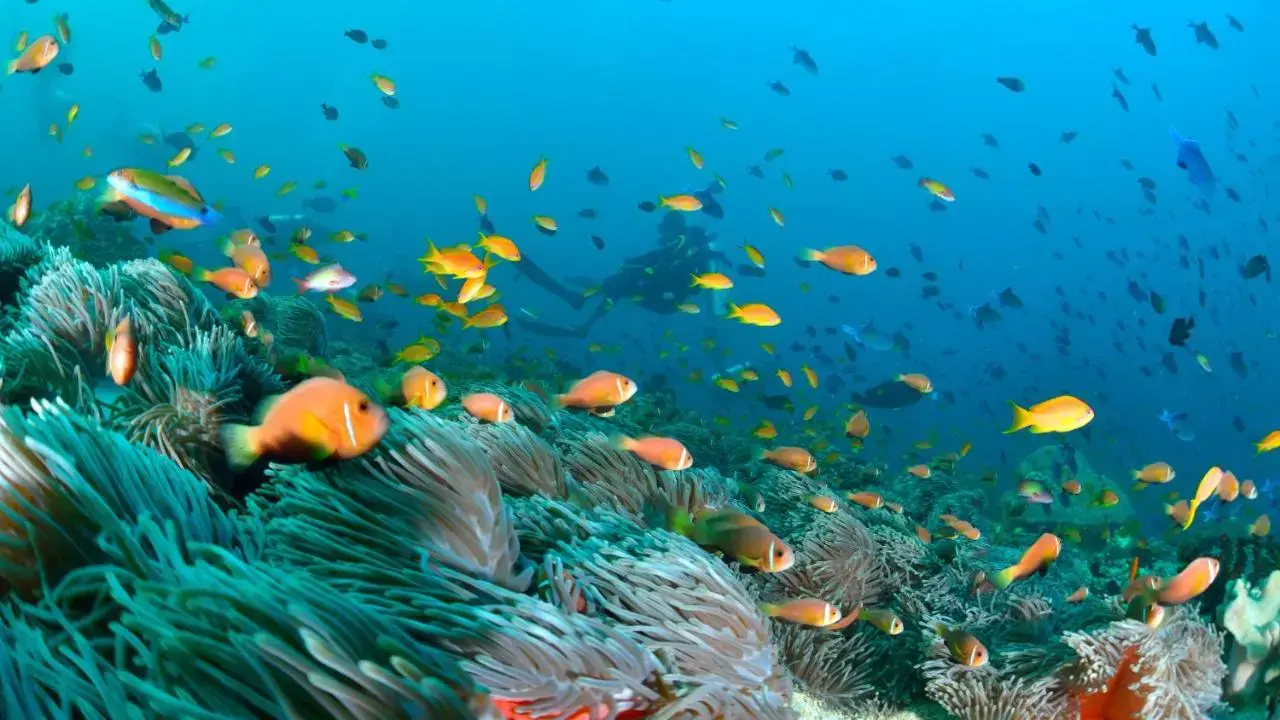 Photo - Turtle Maldives - Your Gateway to the Beach & Marine Adventures Await!