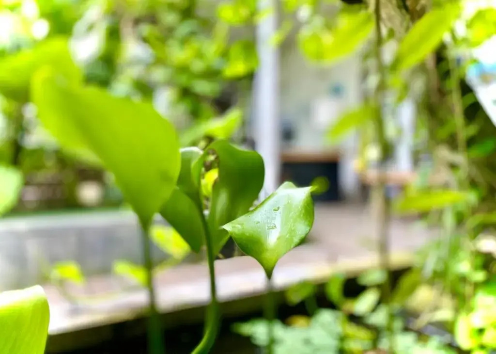 Foto - The Hide Hostel at Canggu