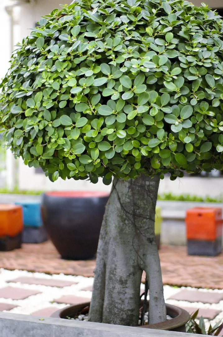 Photo - The Jomtien Twelve