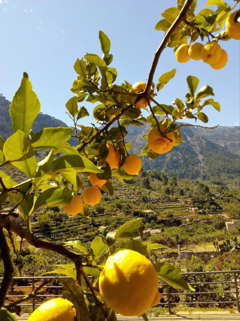 Photo - Hotel Apartament Sa Tanqueta De Fornalutx - Adults Only