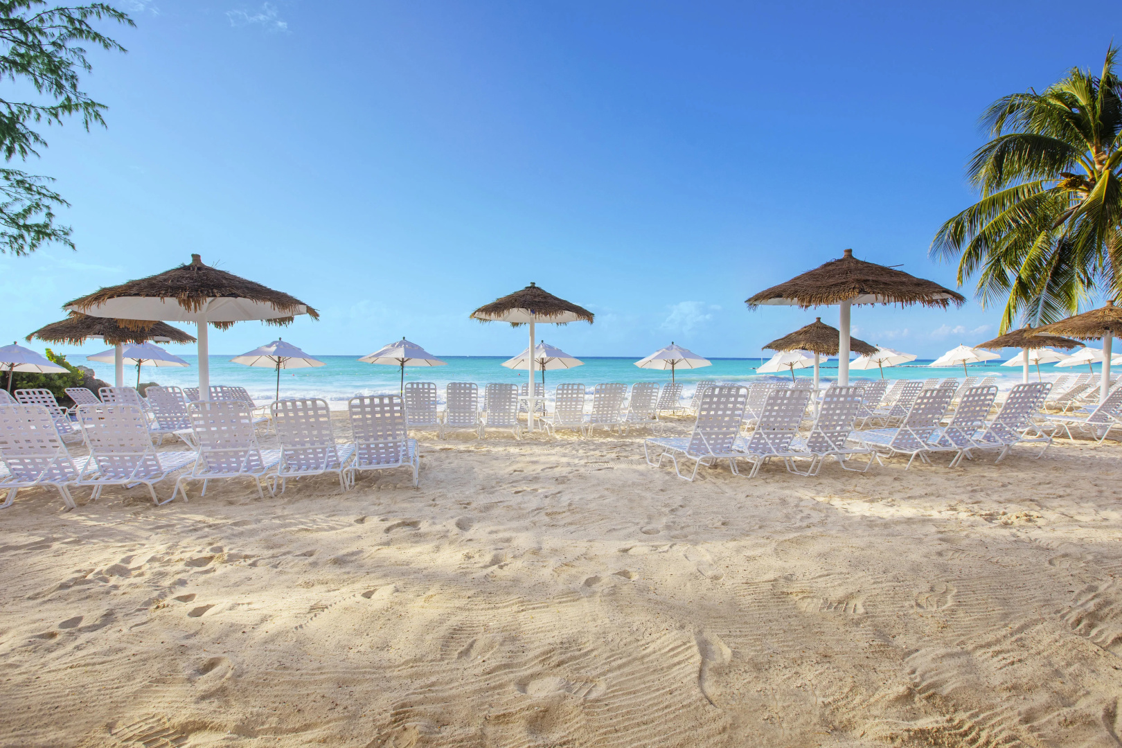 Foto - Bougainvillea Barbados