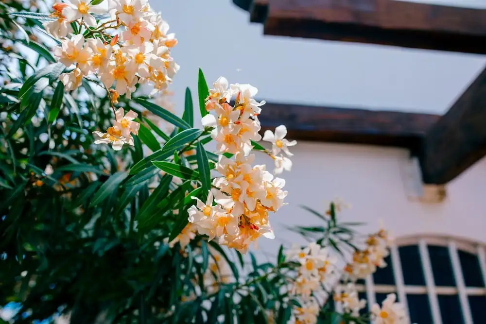 Photo - Villa Relax 3 by Kivoya