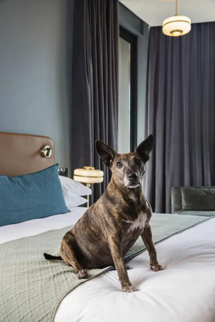 Foto - Home Suite Hotels Rosebank