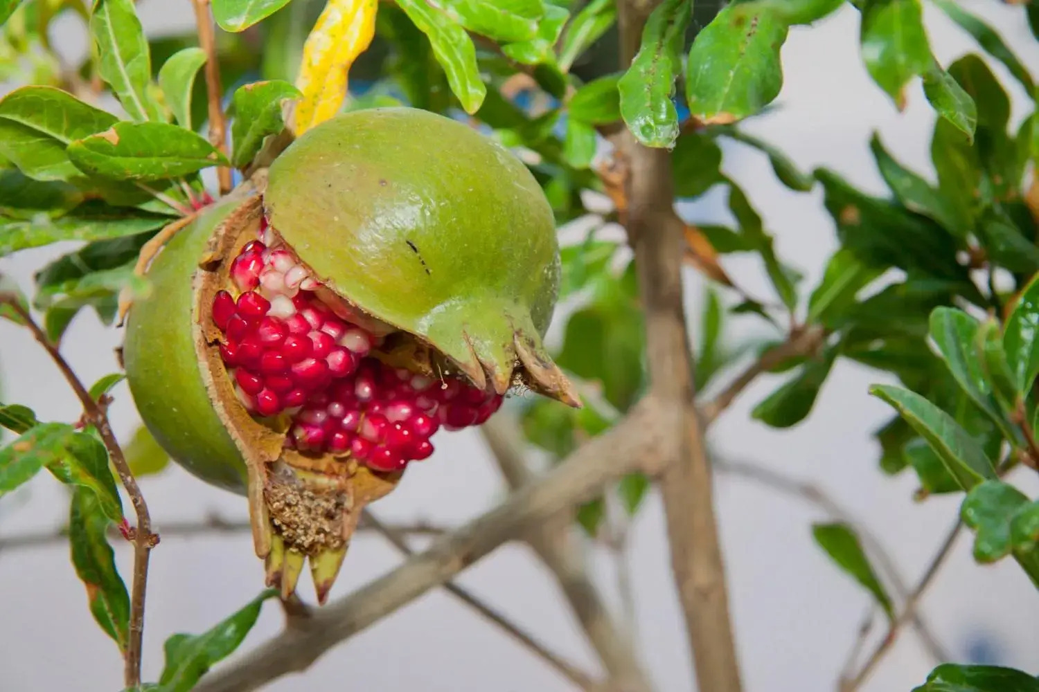 Photo - Olympic Villas