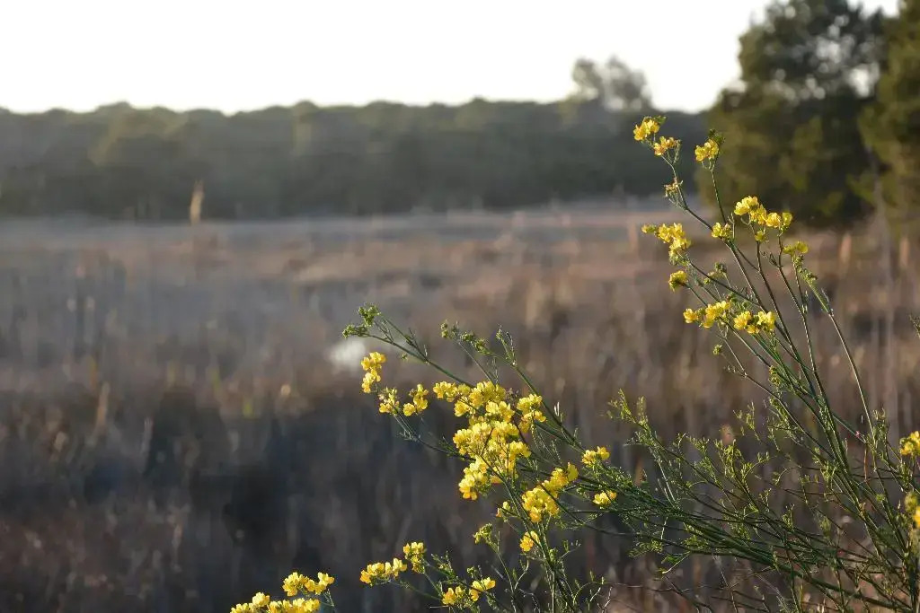 Foto - YOU & CO. Saler Beach Boutique