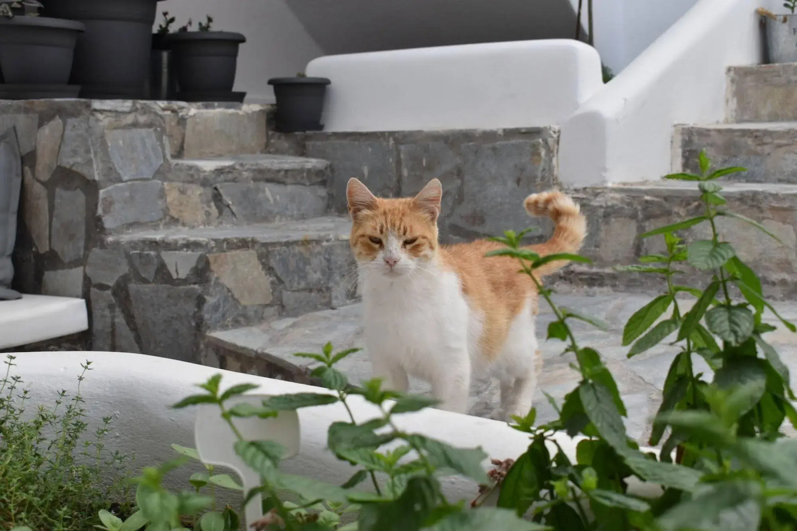 Foto - Zacharakis Studios