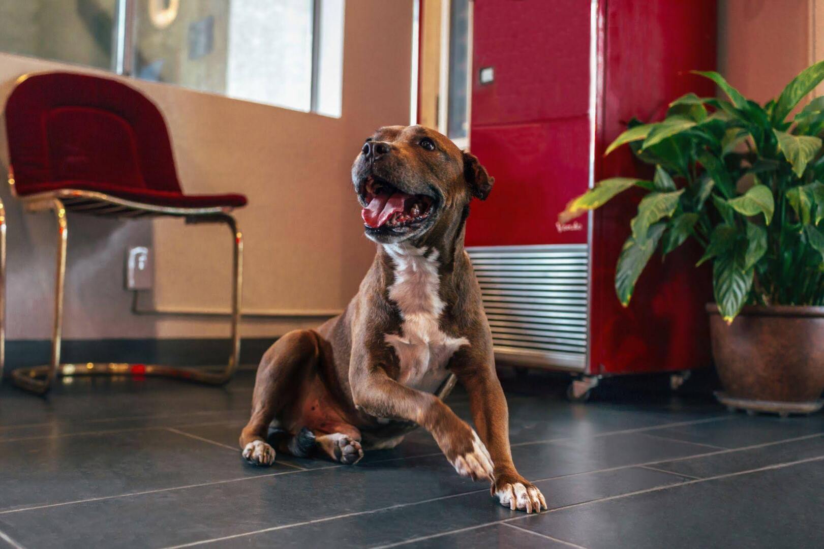 Foto - The Infusion Beach Club