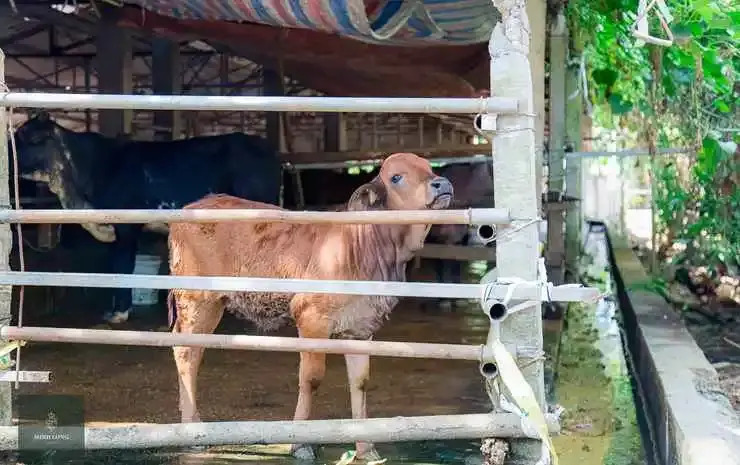 Foto - Minh Long Hotel