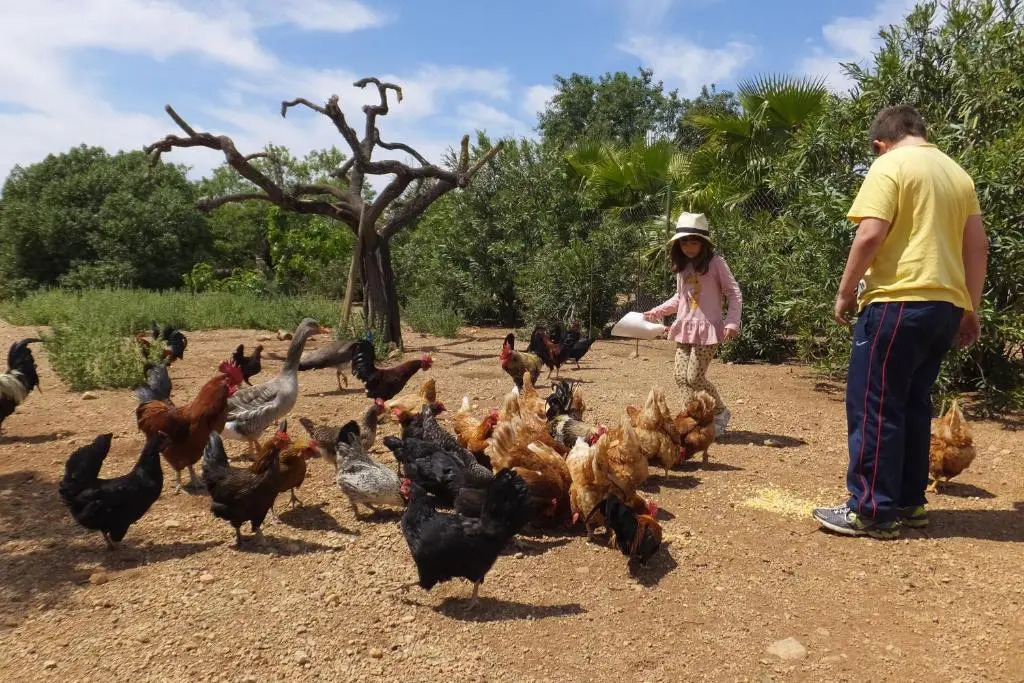 Photo - Finca Hotel Ses Cases Noves