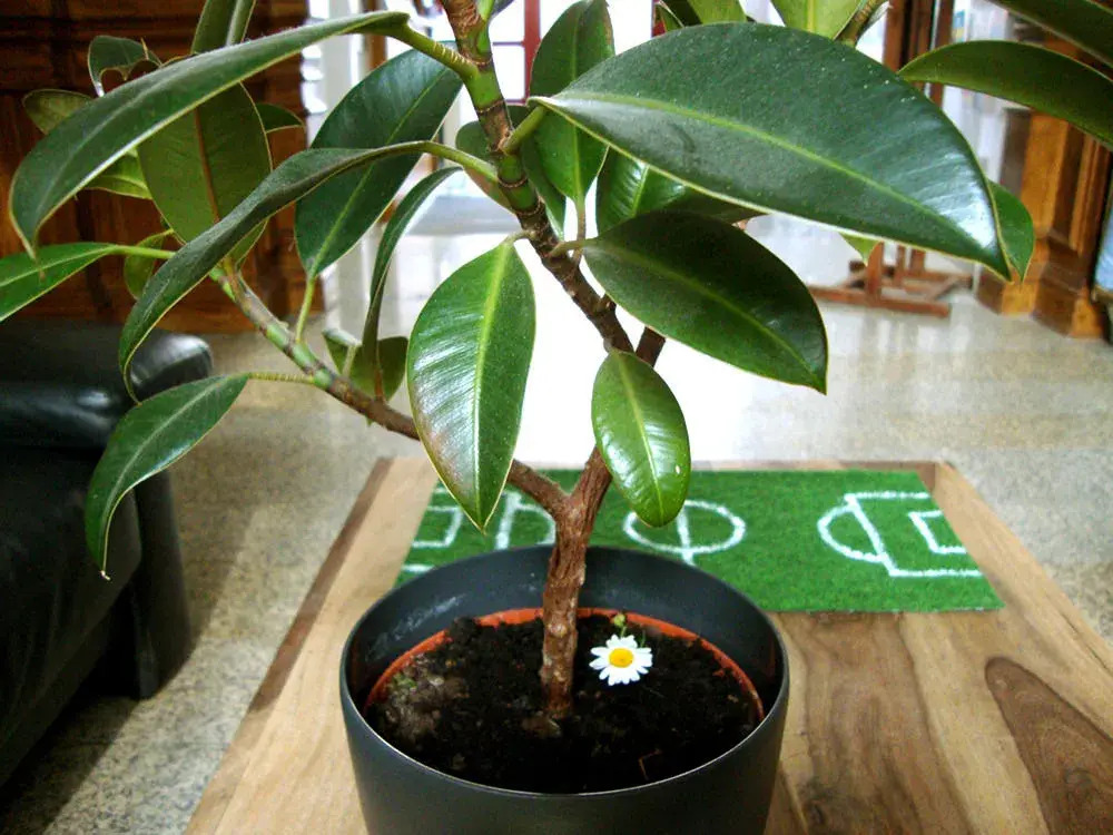 Photo - Wombat's City Hostel Leipzig