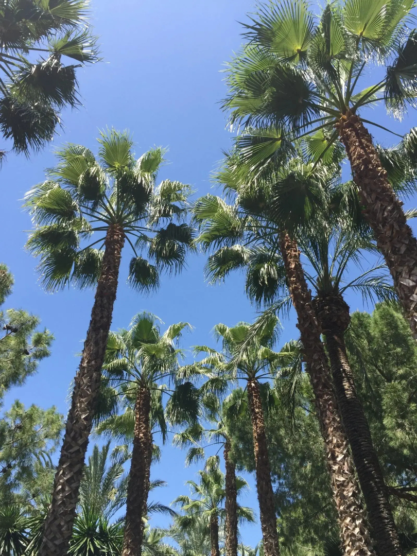 Photo - El Oasis Villa Resort