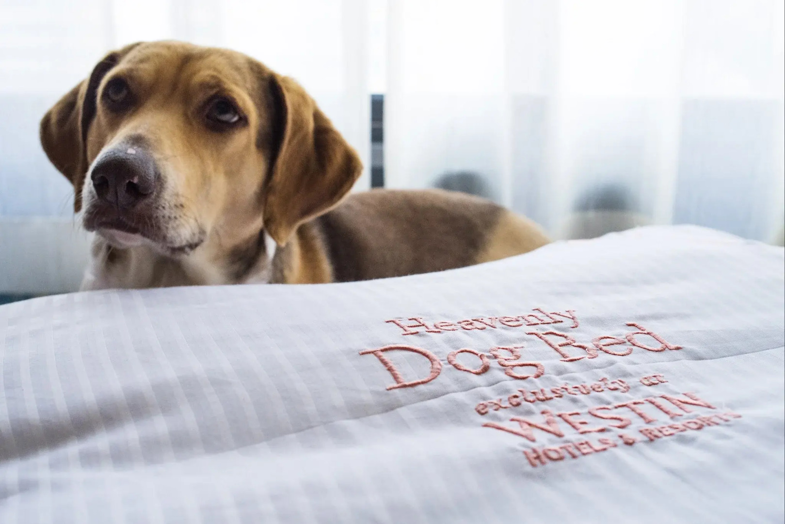 Foto - The Westin Crystal City Reagan National Airport