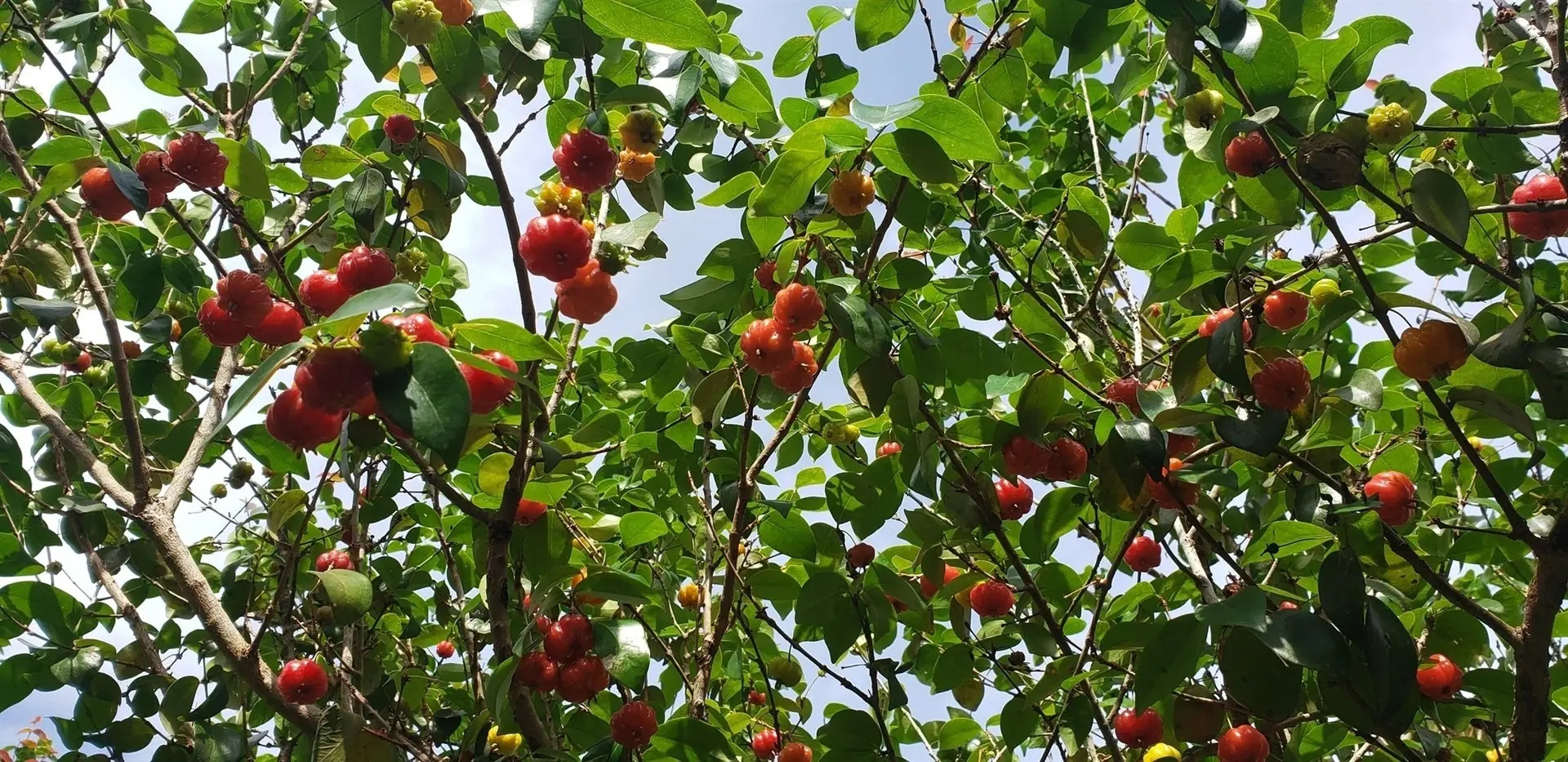 Foto - Pousada Aguas Claras