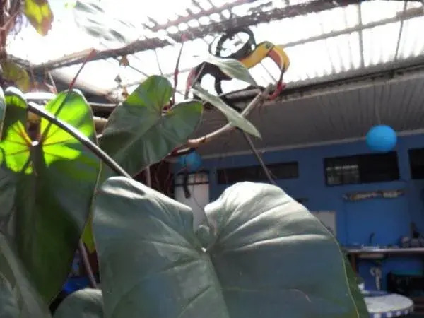 Foto - Hotel Cortez Azul