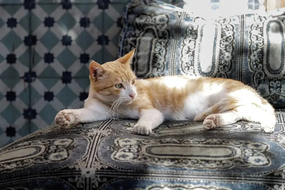 Foto - Riad 4 Jardins & Spa