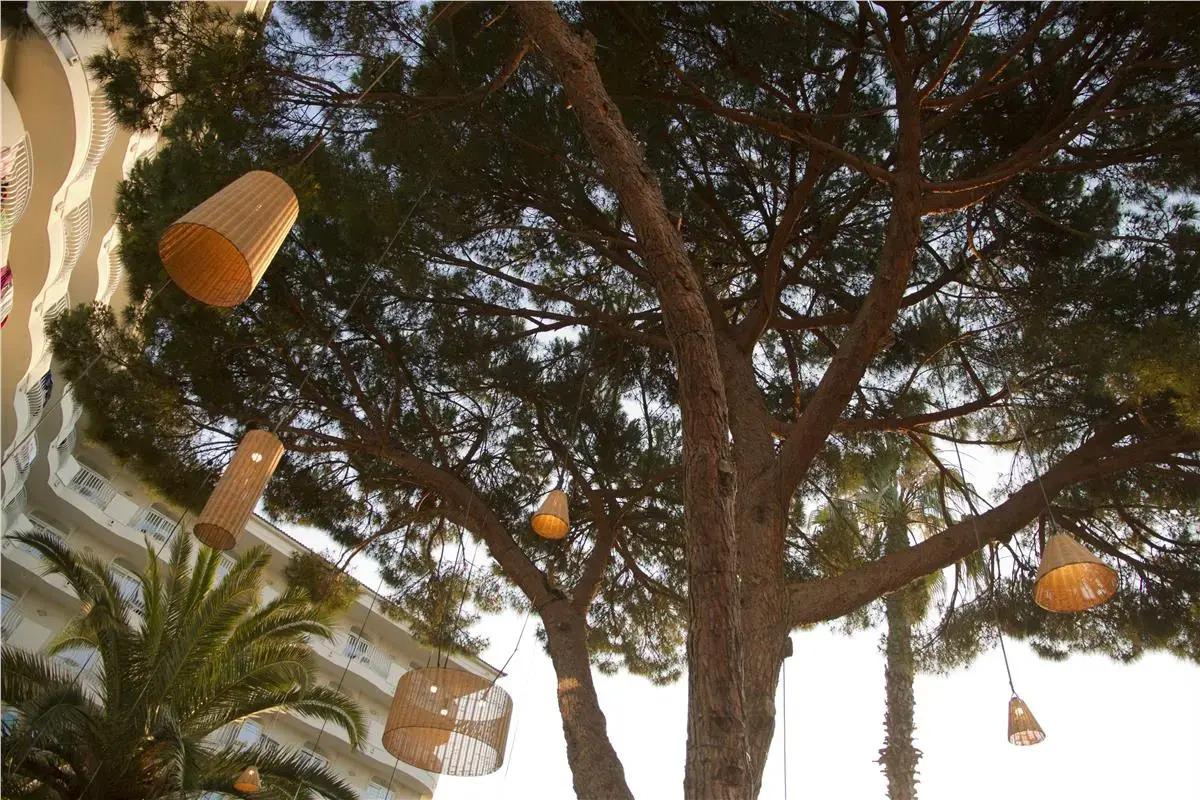 Foto - ALEGRIA Fenals Mar